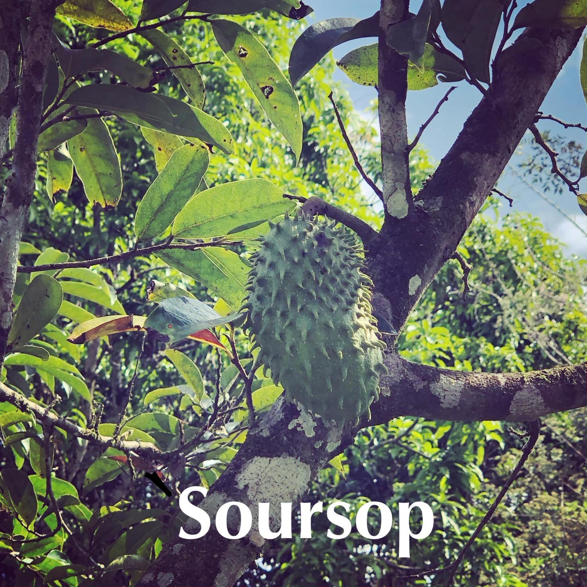 Soursop Hostel Куэта Экстерьер фото